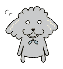 Daily life of the toy poodle named Puuko sticker #8810164