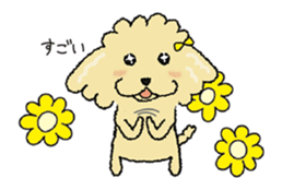 Daily life of the toy poodle named Puuko sticker #8810165