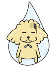 Daily life of the toy poodle named Puuko sticker #8810169