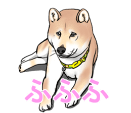 Kohacahannel sticker #8811743