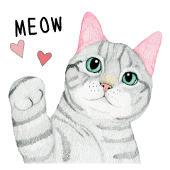 American Shorthair Sticker