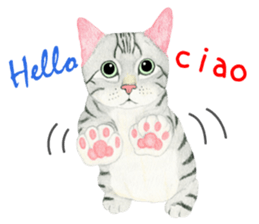 American Shorthair Sticker sticker #8823128