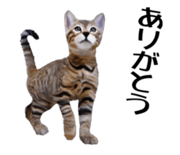 Kitten stamp sticker #8844260