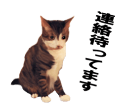Kitten stamp sticker #8844264