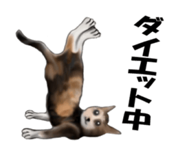Kitten stamp sticker #8844273