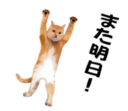 Kitten stamp sticker #8844274