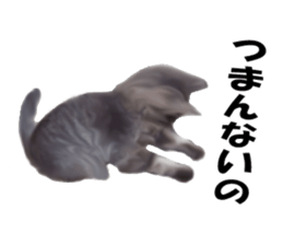 Kitten stamp sticker #8844279