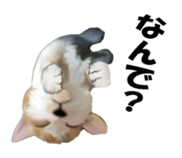Kitten stamp sticker #8844282
