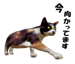 Kitten stamp sticker #8844285