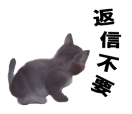 Kitten stamp sticker #8844292