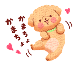 Toy poodle want your attention. sticker #8909777