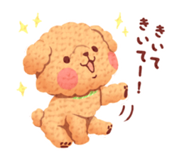 Toy poodle want your attention. sticker #8909779