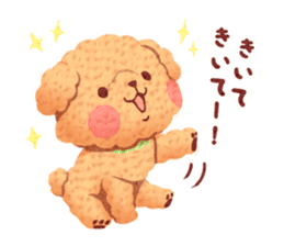 Toy poodle want your attention. sticker #8909779