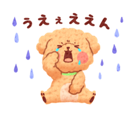 Toy poodle want your attention. sticker #8909785