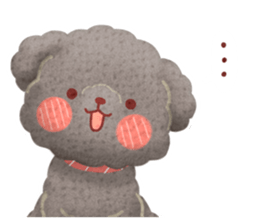 Toy poodle want your attention. sticker #8909790