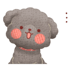 Toy poodle want your attention. sticker #8909790
