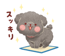 Toy poodle want your attention. sticker #8909791