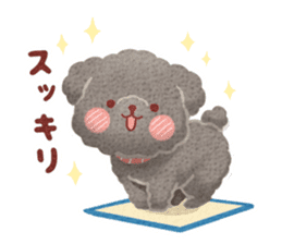 Toy poodle want your attention. sticker #8909791