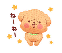 Toy poodle want your attention. sticker #8909794