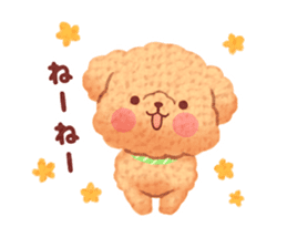 Toy poodle want your attention. sticker #8909794