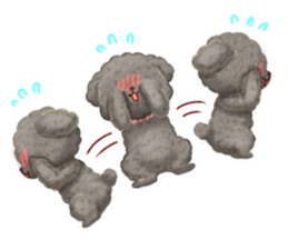 Toy poodle want your attention. sticker #8909796