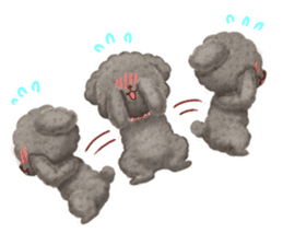Toy poodle want your attention. sticker #8909796