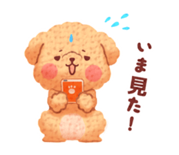 Toy poodle want your attention. sticker #8909802