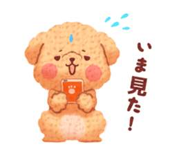 Toy poodle want your attention. sticker #8909802