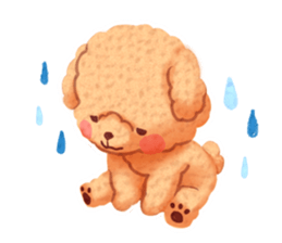 Toy poodle want your attention. sticker #8909803