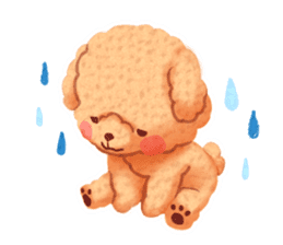 Toy poodle want your attention. sticker #8909803