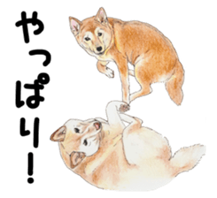 Favorite parts of SHIBAINU6 sticker #8920207