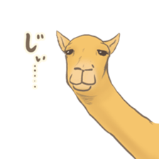 Easygoing Camel sticker #8932170