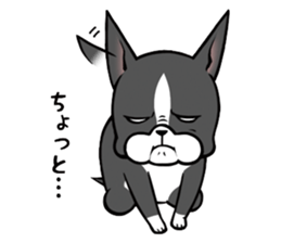 BostonTerrier! sticker #8937441