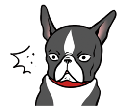 BostonTerrier! sticker #8937469
