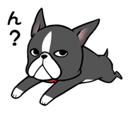 BostonTerrier! sticker #8937471