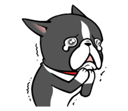 BostonTerrier! sticker #8937477