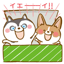 Siberian Husky and Welsh Corgi sticker #8941949