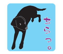 Fujishiro's dog Apollo sticker #8947316