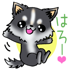 White and black puppy.