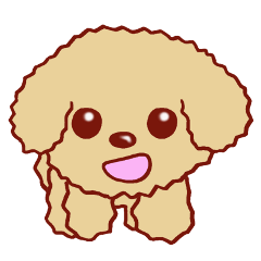 Toy poodle / apricot