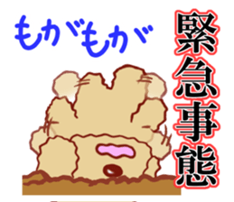 Toy poodle / apricot sticker #8966300