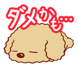 Toy poodle / apricot sticker #8966302