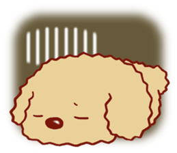 Toy poodle / apricot sticker #8966313