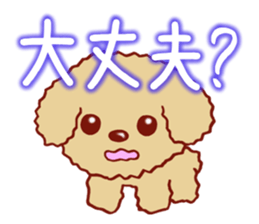 Toy poodle / apricot sticker #8966315
