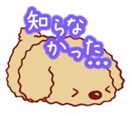 Toy poodle / apricot sticker #8966329