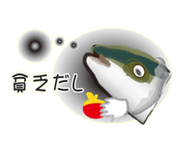 Cost performance yellowtail sticker #8975088