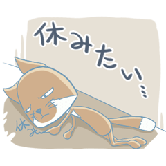 Tiring Tibetan sand fox