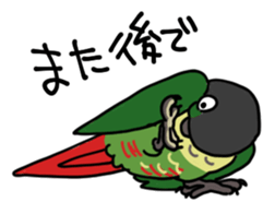 Scales parakeet Sticker sticker #9001304
