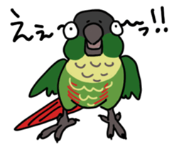 Scales parakeet Sticker sticker #9001311