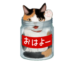 Bottle Cat sticker #9025640